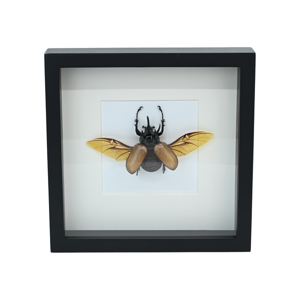 Beetle in frame